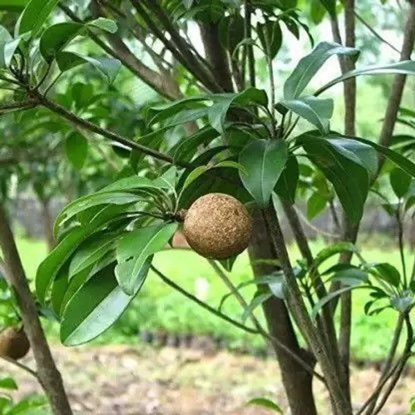 Chiku_Plant_(Hybrid,_Pack_of_1)