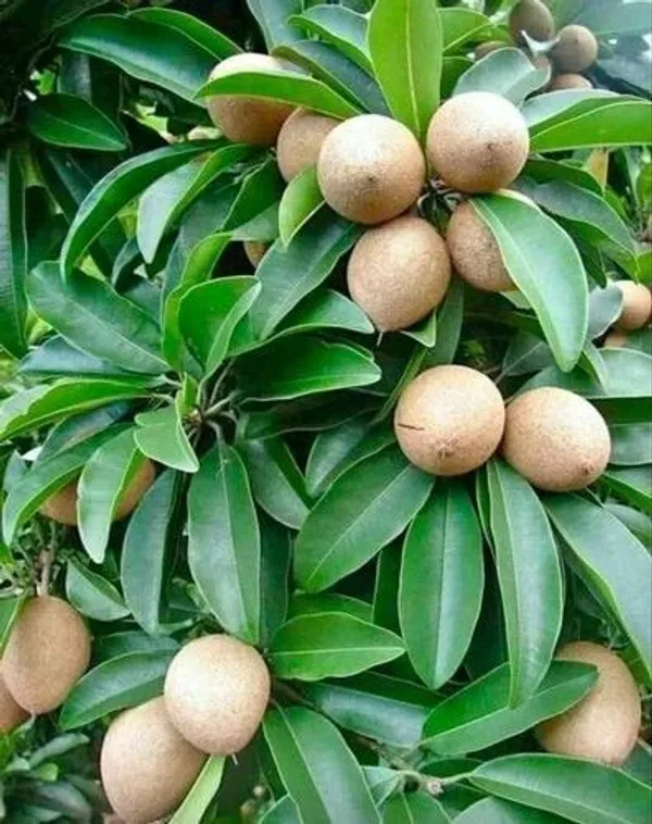 Chiku_Plant_(Hybrid,_Pack_of_1)