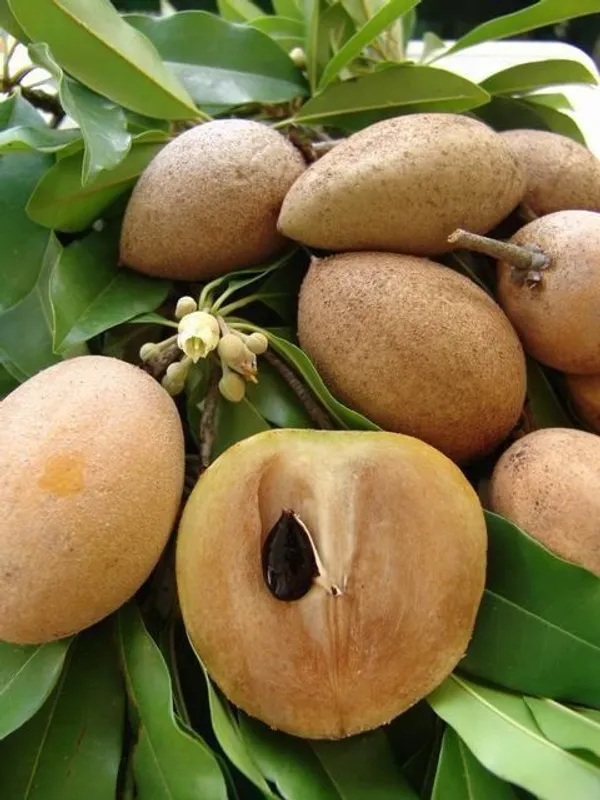Chiku_Plant_(Hybrid,_Pack_of_1)