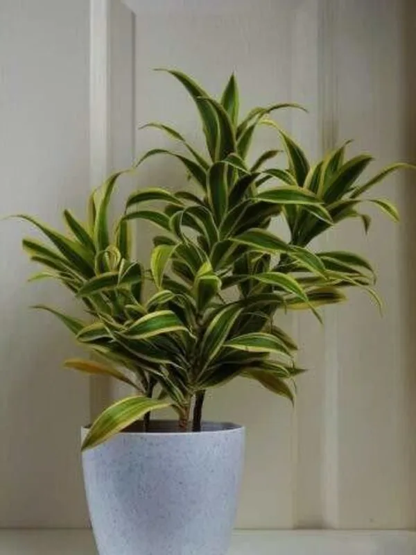 Song_Of_India_Plant_(Hybrid,_Pack_of_1)