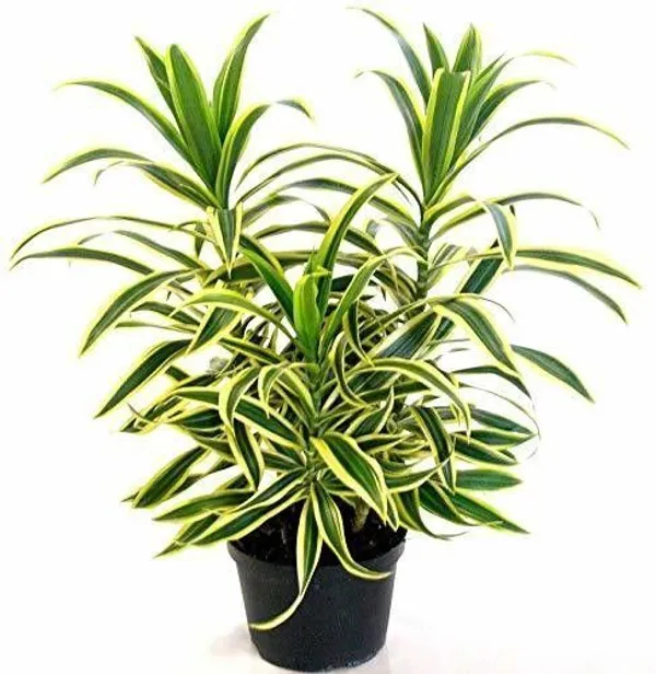 Song_Of_India_Plant_(Hybrid,_Pack_of_1)