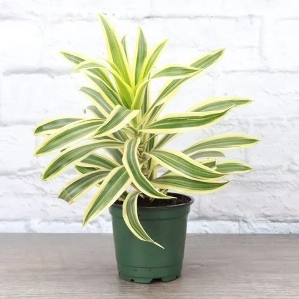 Song_Of_India_Plant_(Hybrid,_Pack_of_1)