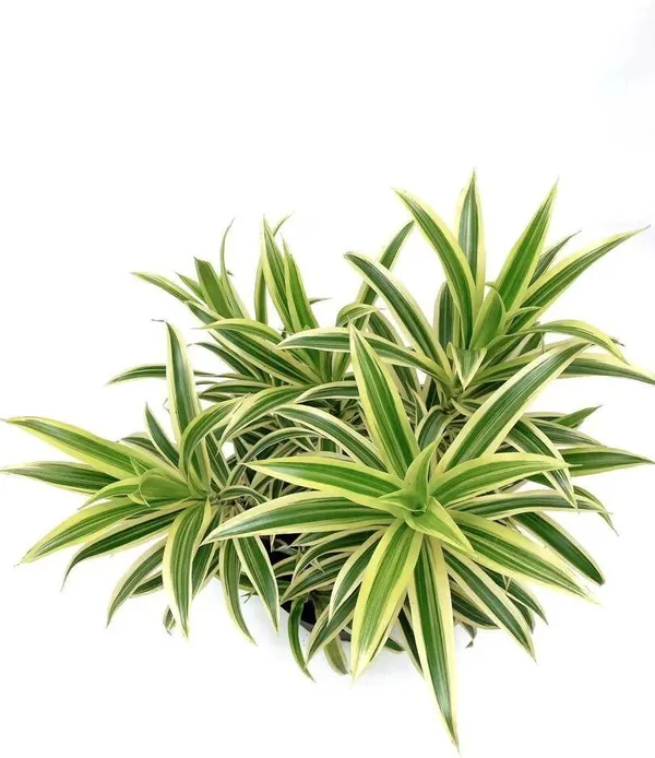 Song_Of_India_Plant_(Hybrid,_Pack_of_1)