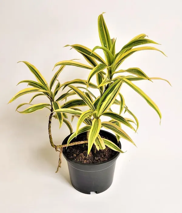 Song_Of_India_Plant_(Hybrid,_Pack_of_1)
