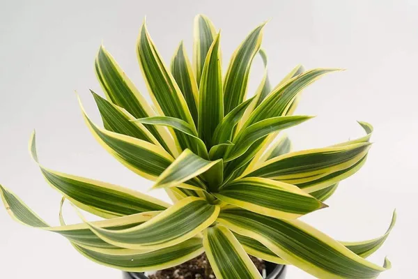 Song_Of_India_Plant_(Hybrid,_Pack_of_1)