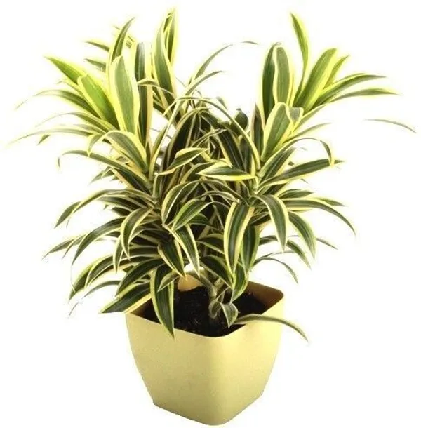Dracaena_Plant_(Hybrid,_Pack_of_1)