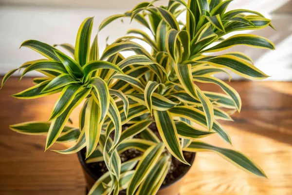 Song_Of_India_Plant_(Hybrid,_Pack_of_1)
