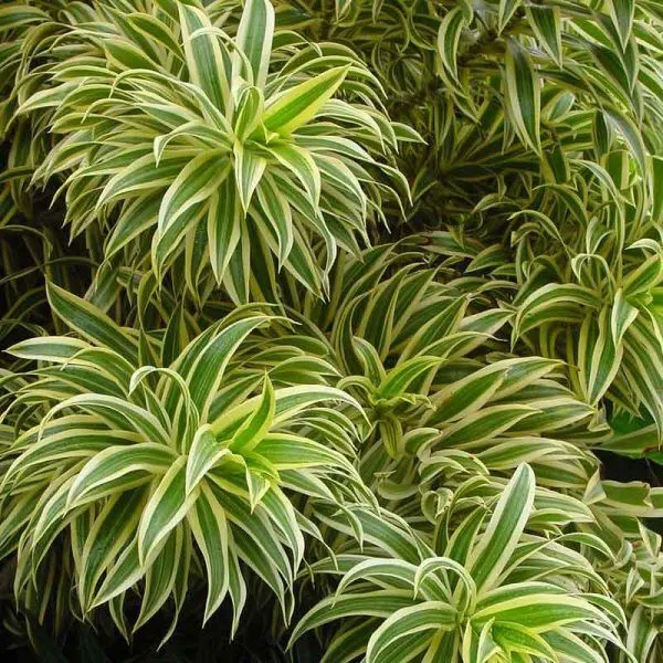 Pleomele_Plant_(Hybrid,_Pack_of_1)