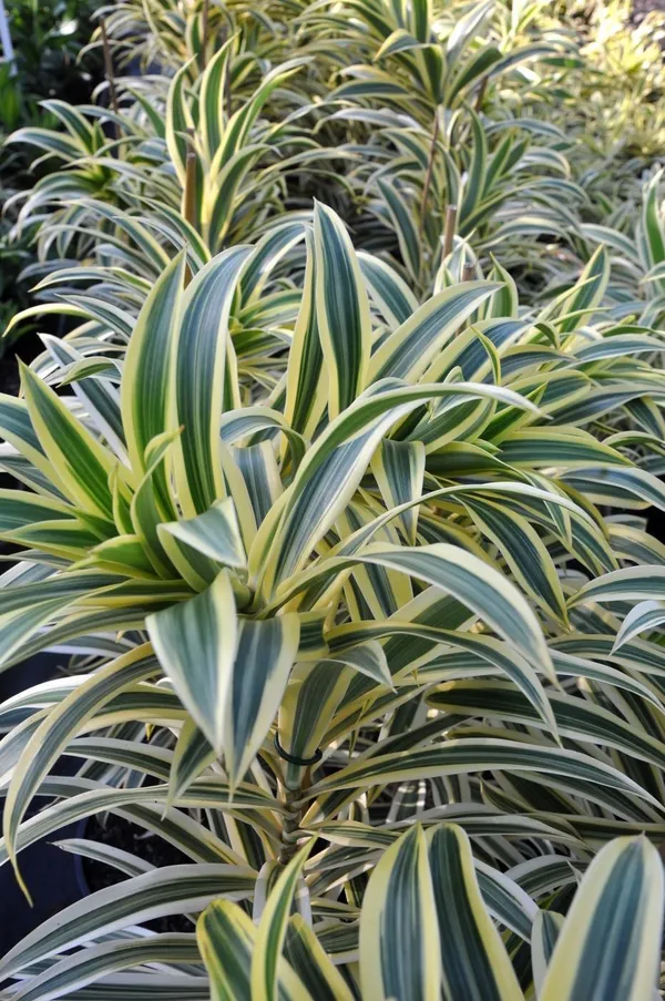 Pleomele_Plant_(Hybrid,_Pack_of_1)