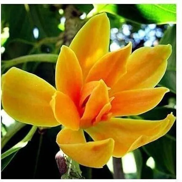 Golden_Champa_Plant_(Hybrid,_Pack_of_1)