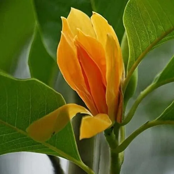 Golden_Champa_Plant_(Hybrid,_Pack_of_1)