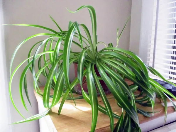 Spider_Plant_(Hybrid,_Pack_of_1)