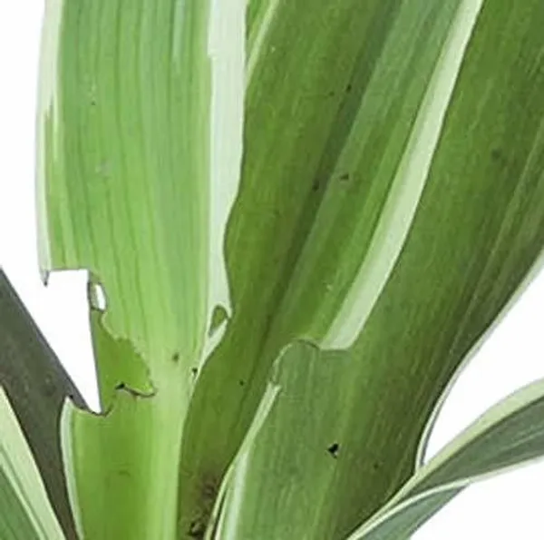 Spider_Plant_(Hybrid,_Pack_of_1)