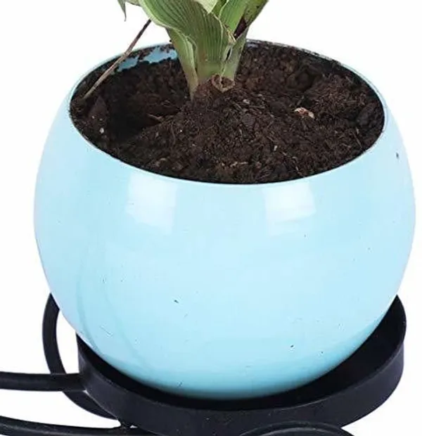 Spider_Plant_(Hybrid,_Pack_of_1)