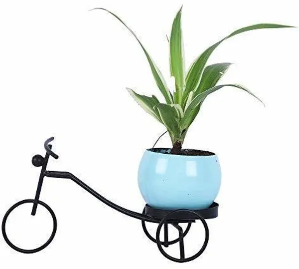 Spider_Plant_(Hybrid,_Pack_of_1)