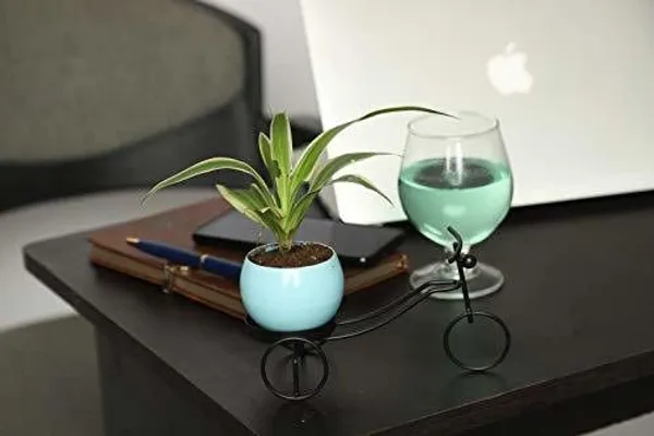 Spider_Plant_(Hybrid,_Pack_of_1)