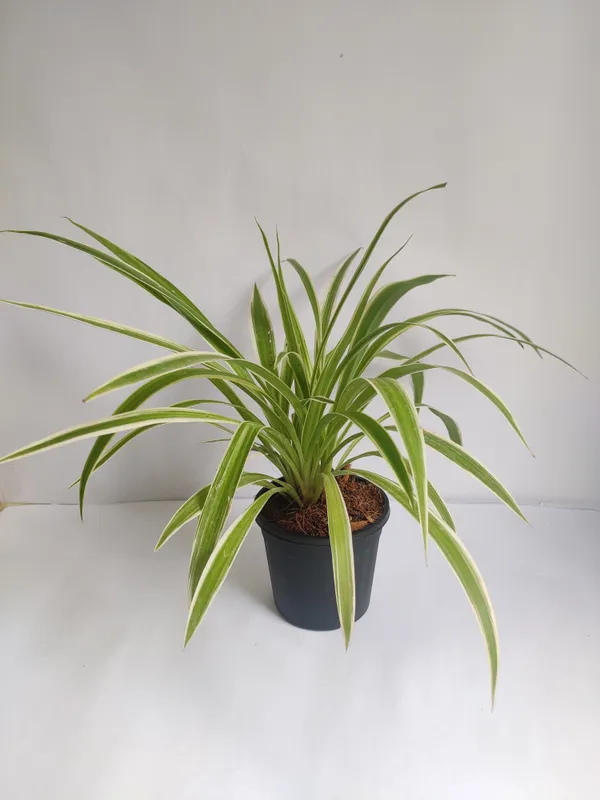 Spider_Plant_(Hybrid,_Pack_of_1)