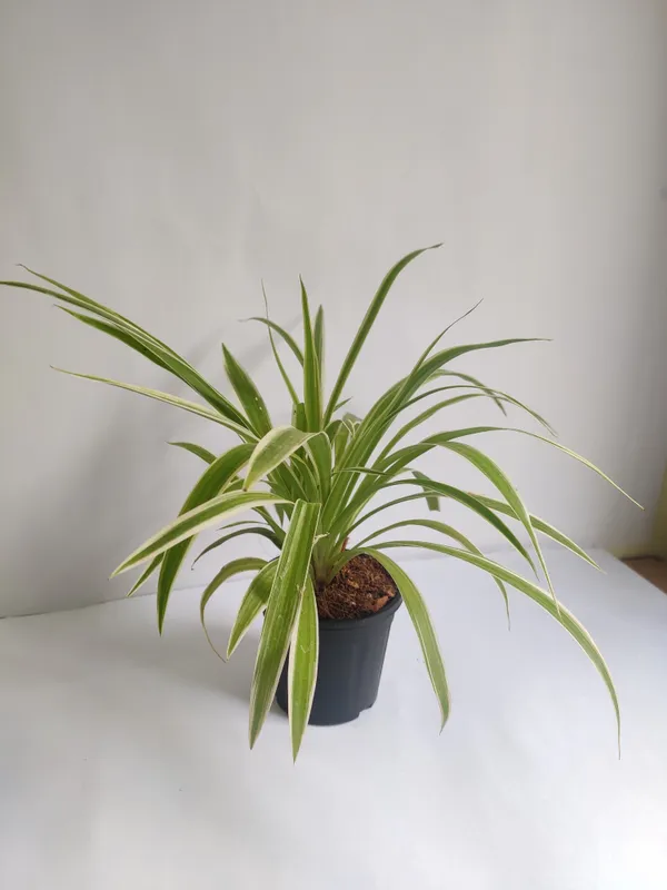 Spider_Plant_(Hybrid,_Pack_of_1)