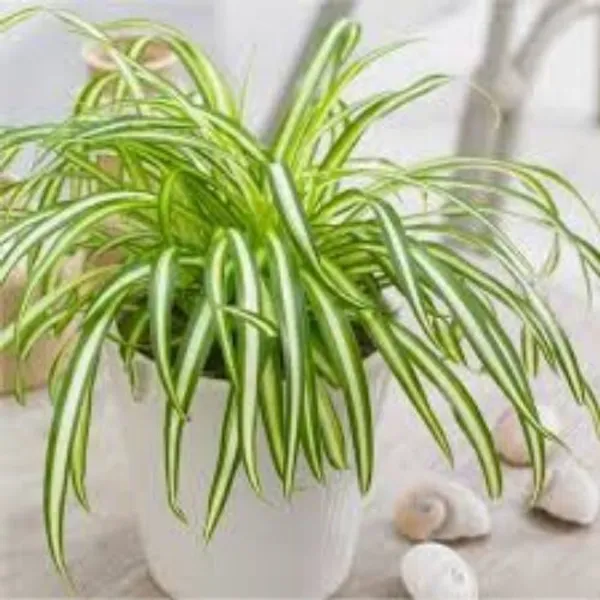 Spider_Plant_(Hybrid,_Pack_of_1)