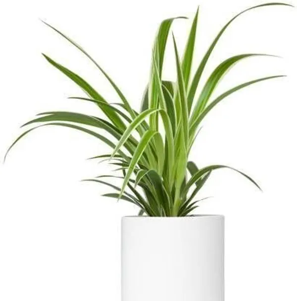 Spider_Plant_(Hybrid,_Pack_of_1)