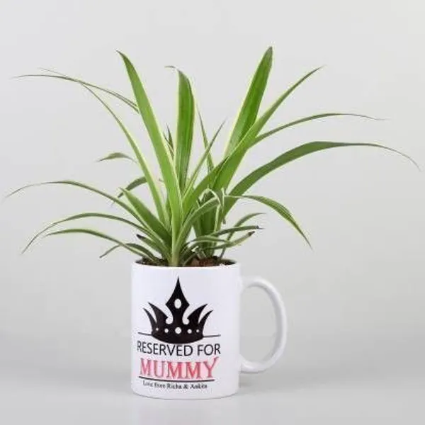 Spider_Plant_(Hybrid,_Pack_of_1)
