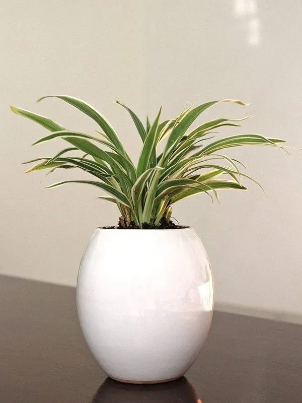 Spider_Plant_(Hybrid,_Pack_of_1)
