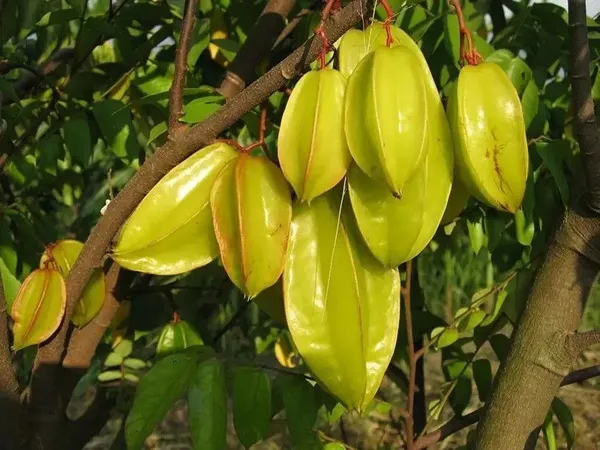 Star_Fruit_Carambola_Grafted_Plant_(Hybrid,_Pack_of_1)