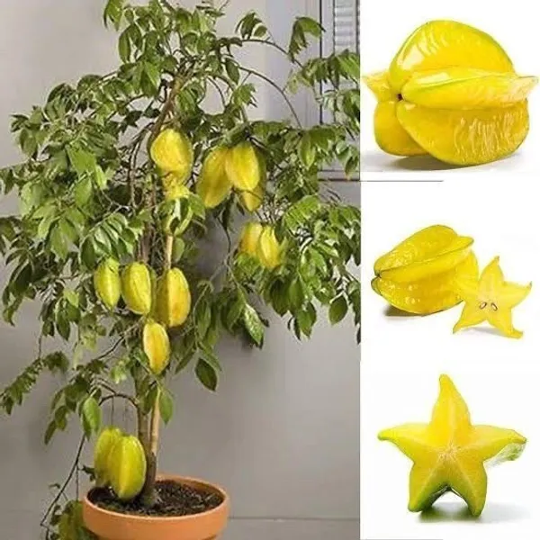 Star_Fruit_Carambola_Grafted_Plant_(Hybrid,_Pack_of_1)