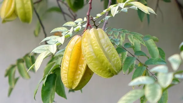Star_Fruit_Carambola_Grafted_Plant_(Hybrid,_Pack_of_1)