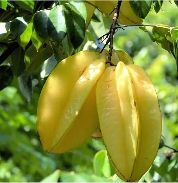 Star_Fruit_Carambola_Grafted_Plant_(Hybrid,_Pack_of_1)