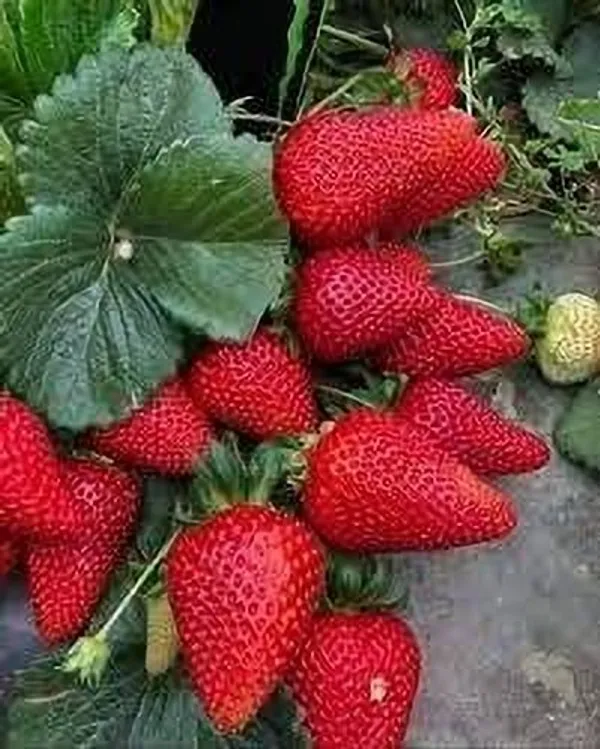 Strawberry_Plant_(Hybrid,_Pack_of_1)