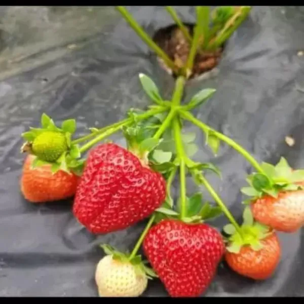 Strawberry_Plant_(Hybrid,_Pack_of_1)