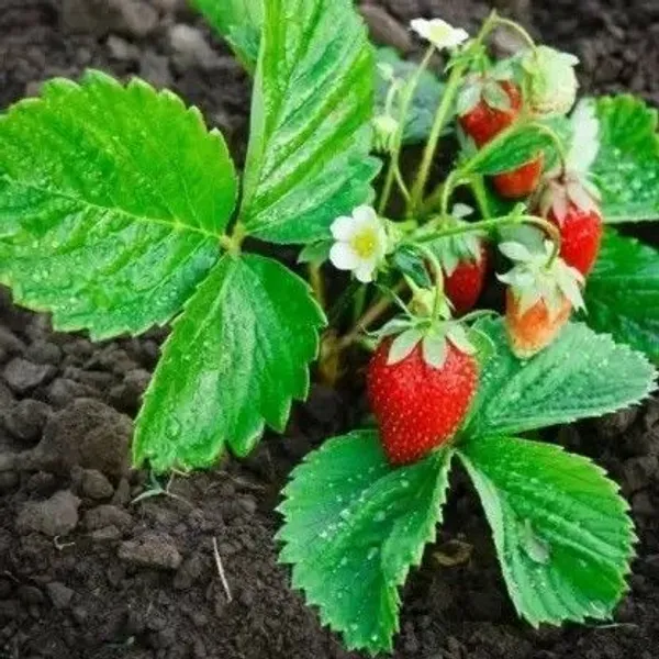Strawberry_Plant_(Hybrid,_Pack_of_1)