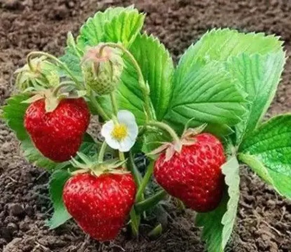 Strawberry_Plant_(Hybrid,_Pack_of_1)