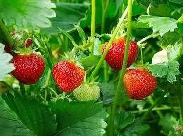 Strawberry_Plant_(Hybrid,_Pack_of_1)