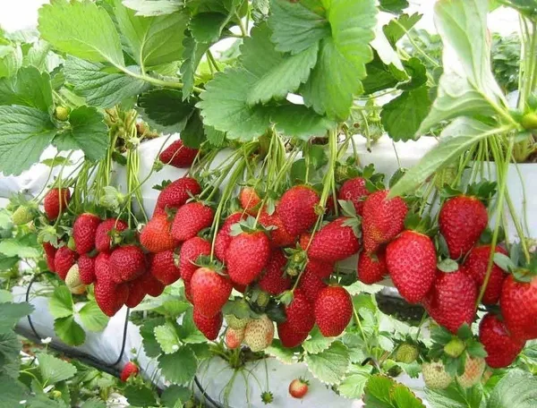 Strawberry_Plant_(Hybrid,_Pack_of_1)