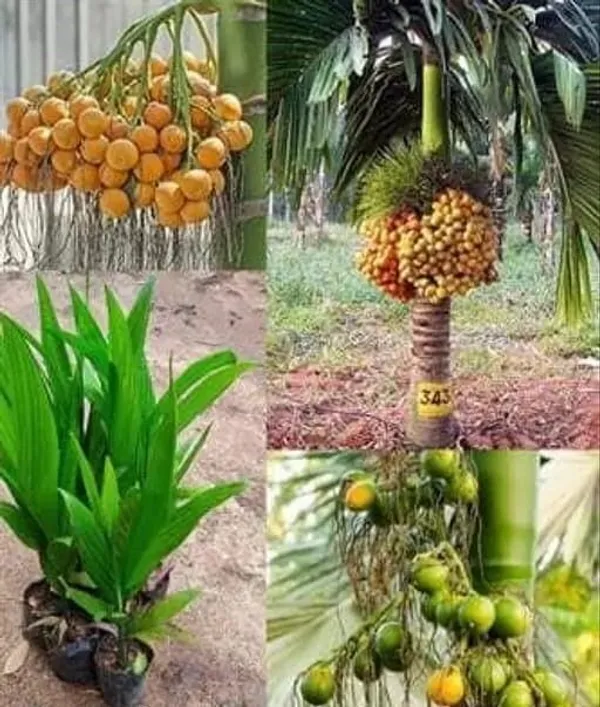 Betel_Nut/Supari_Plant_(Hybrid,_Pack_of_1)