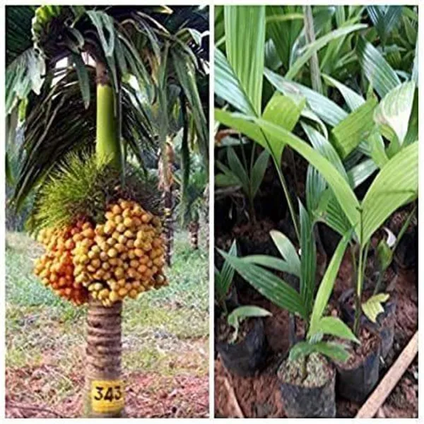 Betel_Nut/Supari_Plant_(Hybrid,_Pack_of_1)