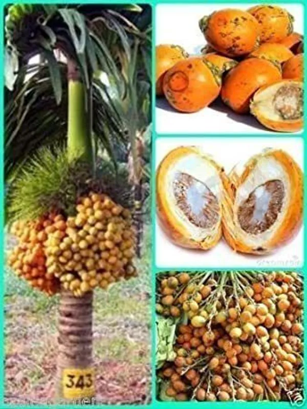 Betel_Nut/Supari_Plant_(Hybrid,_Pack_of_1)