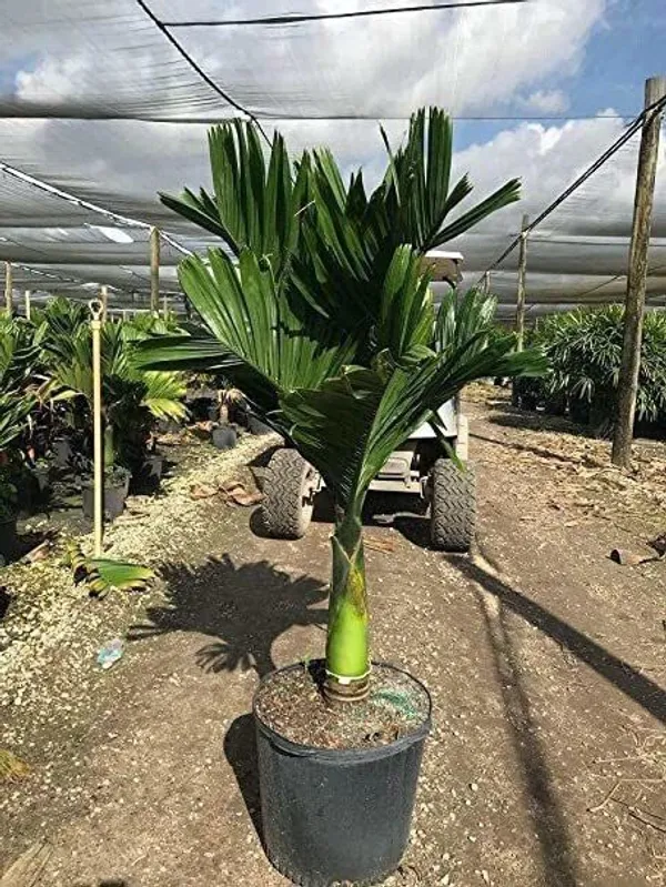 Betel_Nut/Supari_Plant_(Hybrid,_Pack_of_1)