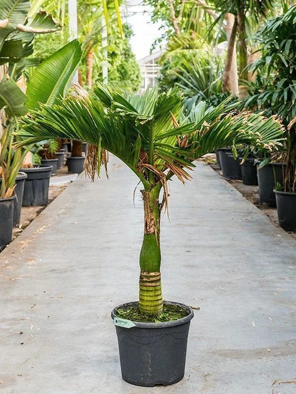 Betel_Nut/Supari_Plant_(Hybrid,_Pack_of_1)