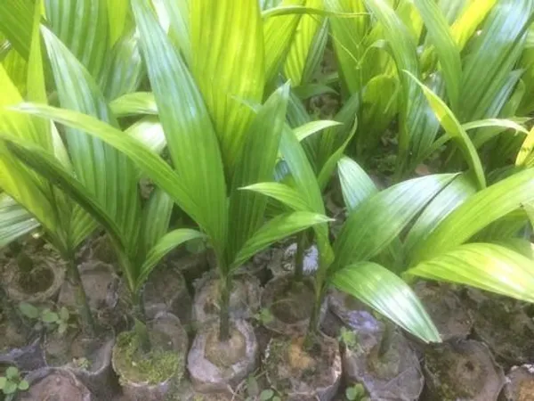 Betel_Nut/Supari_Plant_(Hybrid,_Pack_of_1)