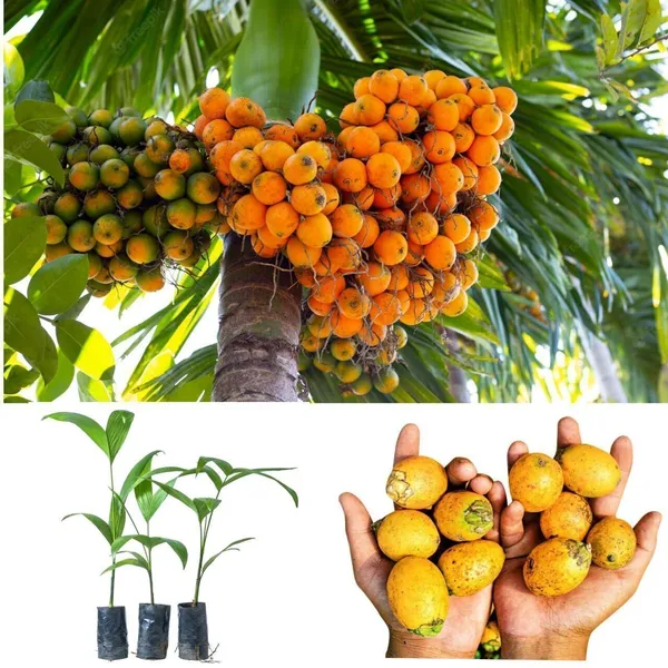 Betel_Nut/Supari_Plant_(Hybrid,_Pack_of_1)