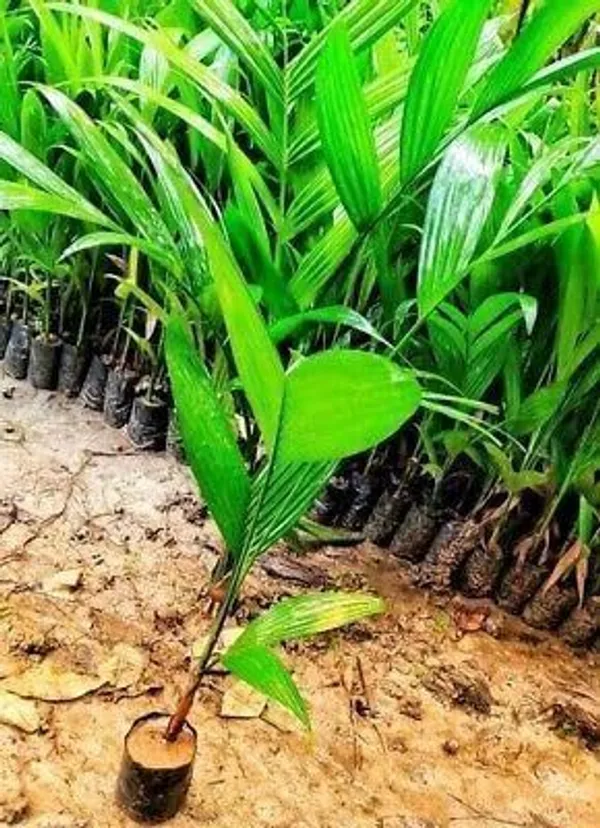 Betel_Nut/Supari_Plant_(Hybrid,_Pack_of_1)