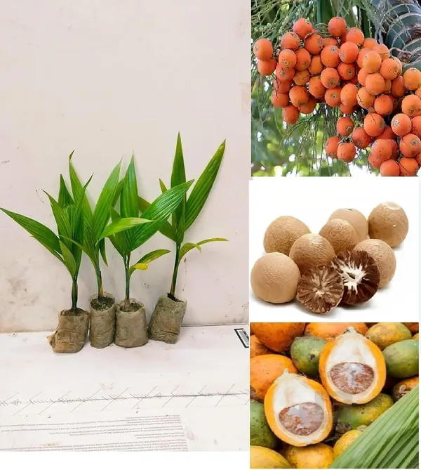 Betel_Nut/Supari_Plant_(Hybrid,_Pack_of_1)