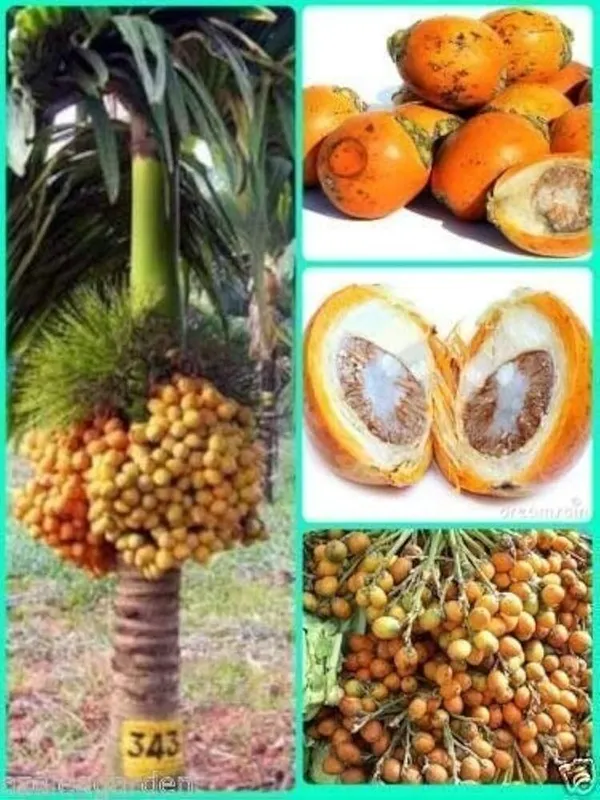 Betel_Nut/Supari_Plant_(Hybrid,_Pack_of_1)