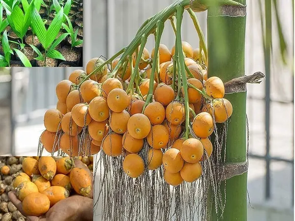 Betel_Nut/Supari_Plant_(Hybrid,_Pack_of_1)
