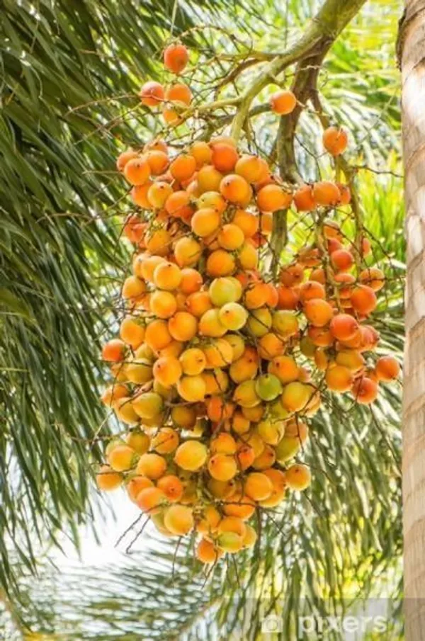 Betel_Nut/Supari_Plant_(Hybrid,_Pack_of_1)