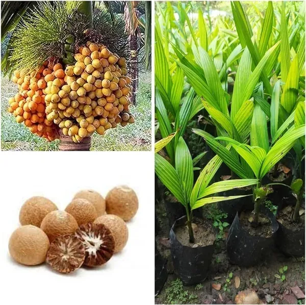 Betel_Nut/Supari_Plant_(Hybrid,_Pack_of_1)