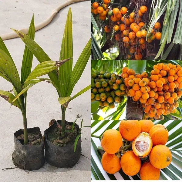 Betel_Nut/Supari_Plant_(Hybrid,_Pack_of_1)